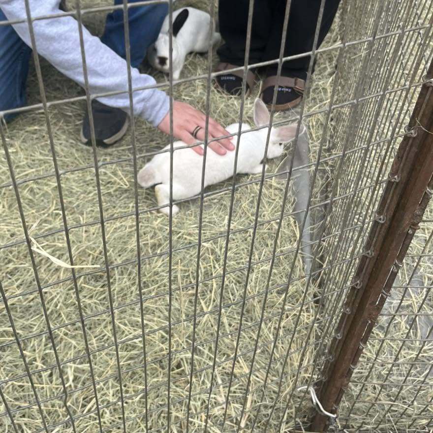 Bunny