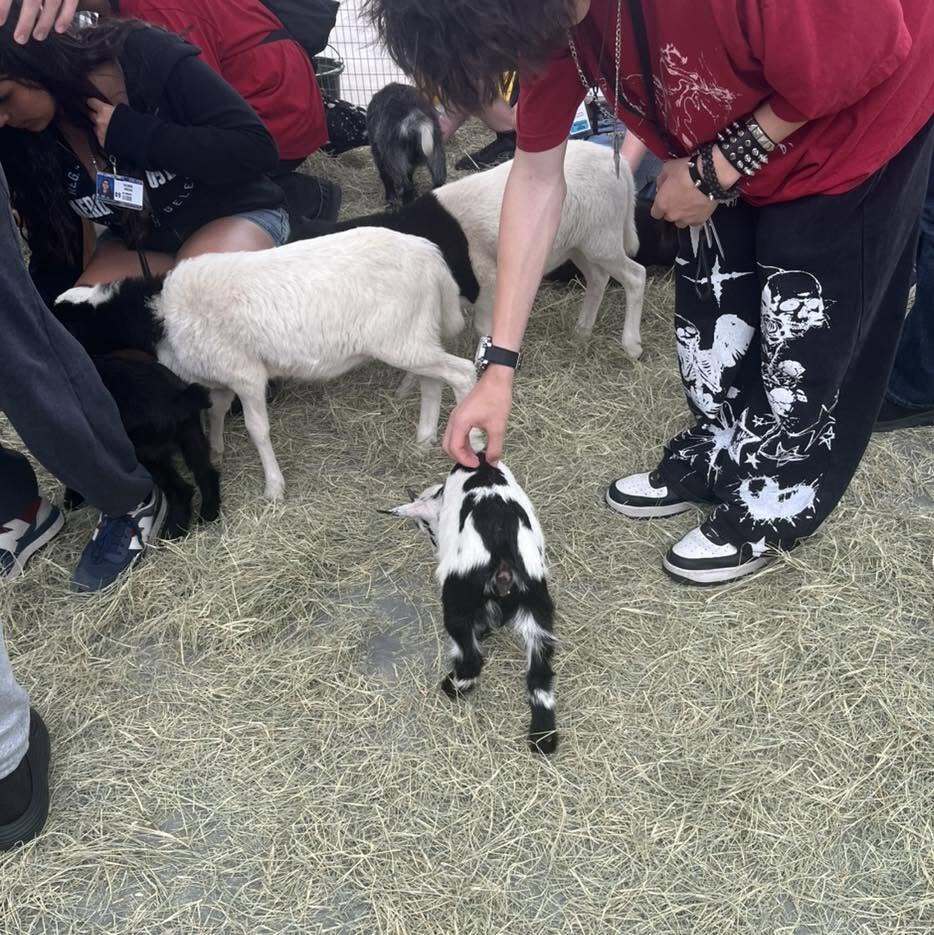 Goats