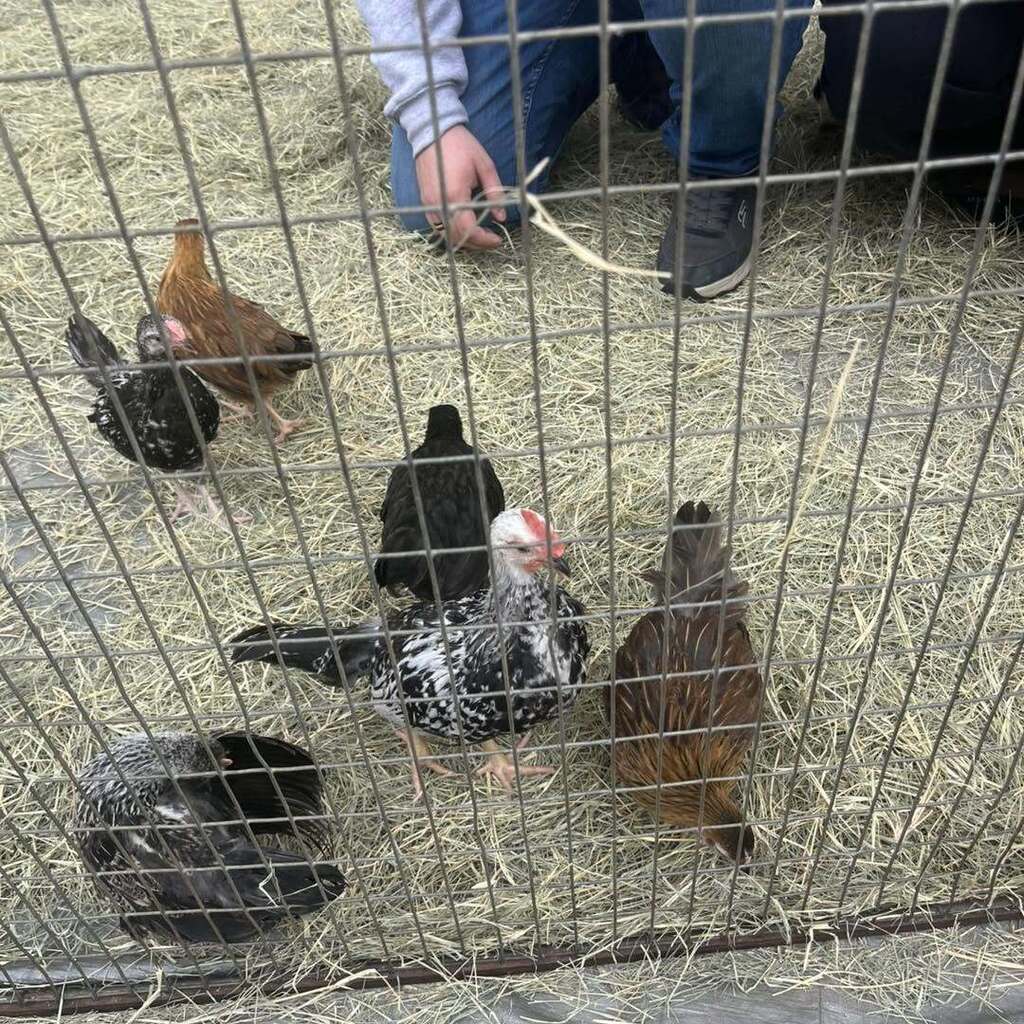 Chicken