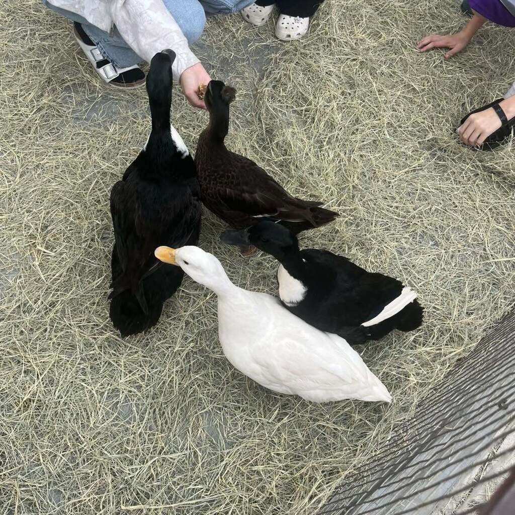 Ducks