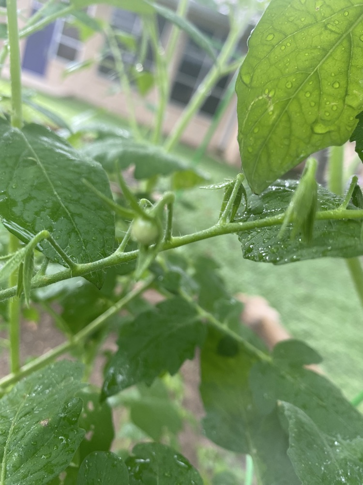 tiny tomato growing