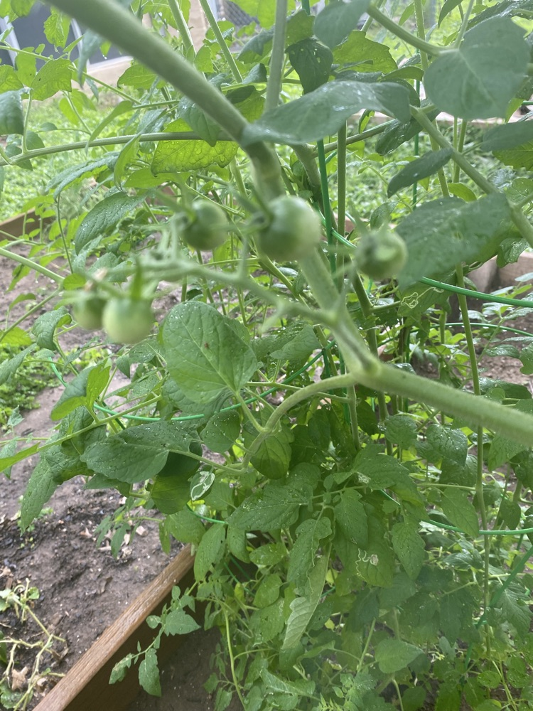 tomato plant in wilder garden