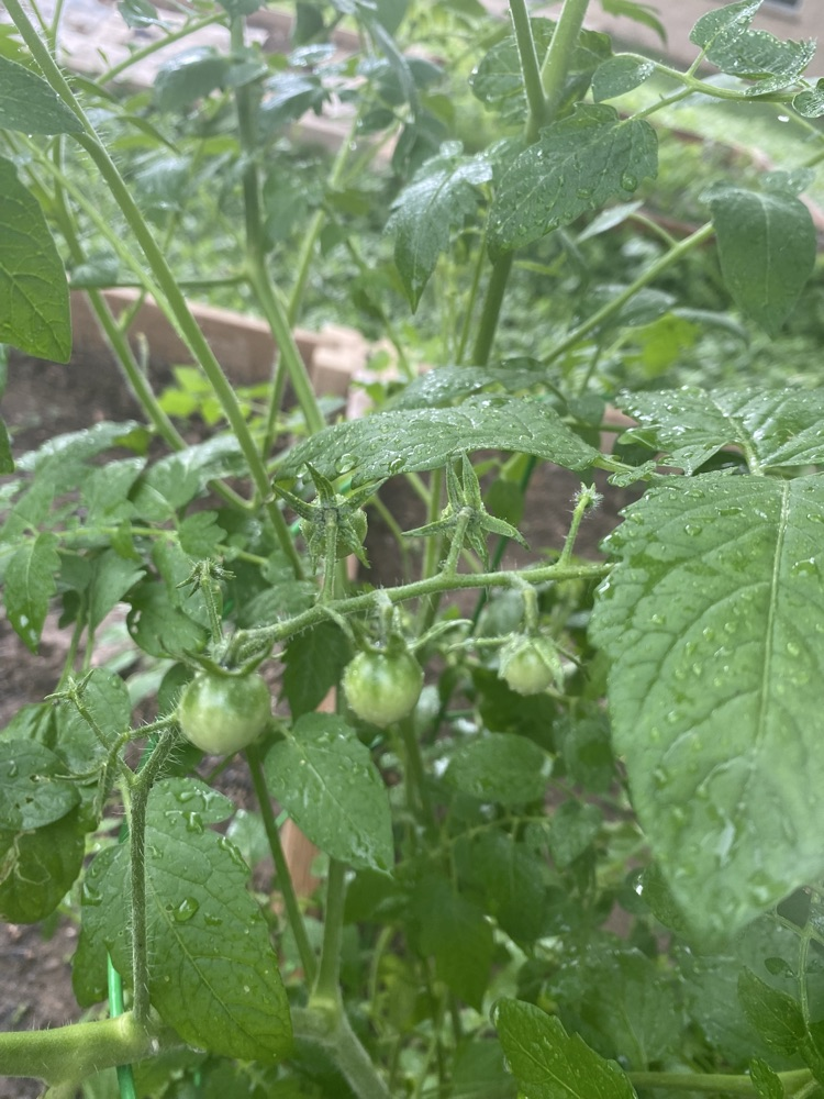 two tiny tomatoes on a tomato plant