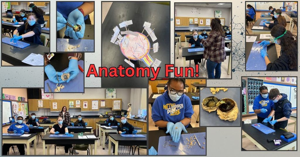 Anatomy Fun!