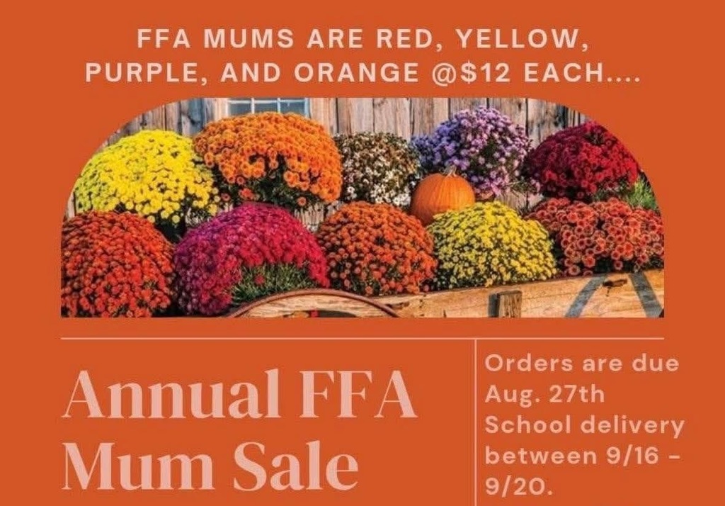 Marvelous Mums for Sale by FFA
