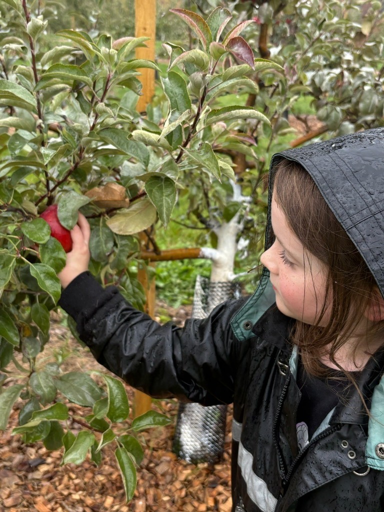 girl picking apple