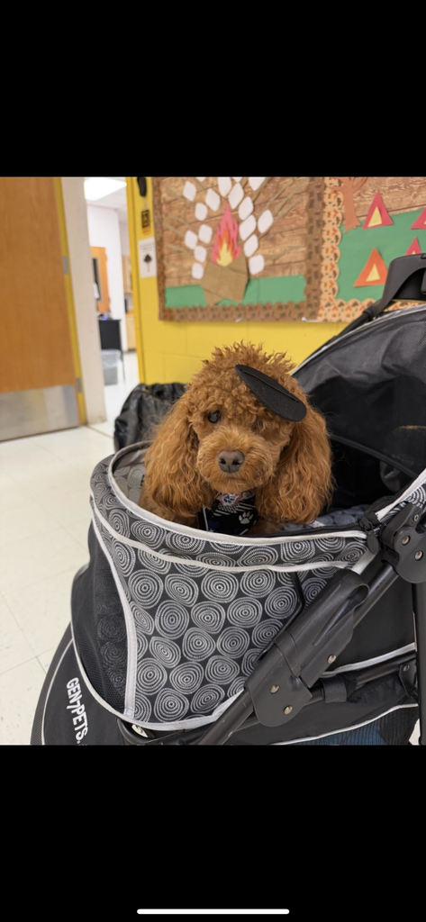 students playing with Cinnamon the dog on pirate day