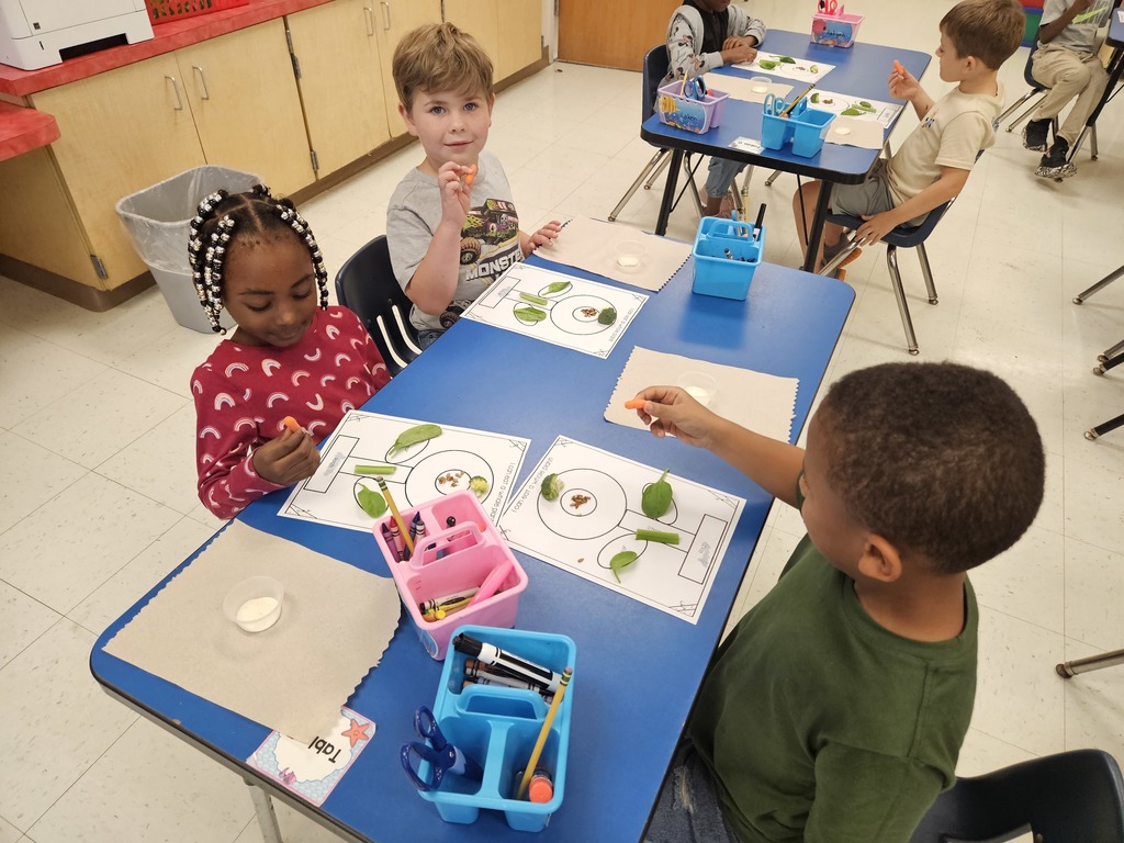 MES Kindergarten class learning about plants and eating a whole plant.
