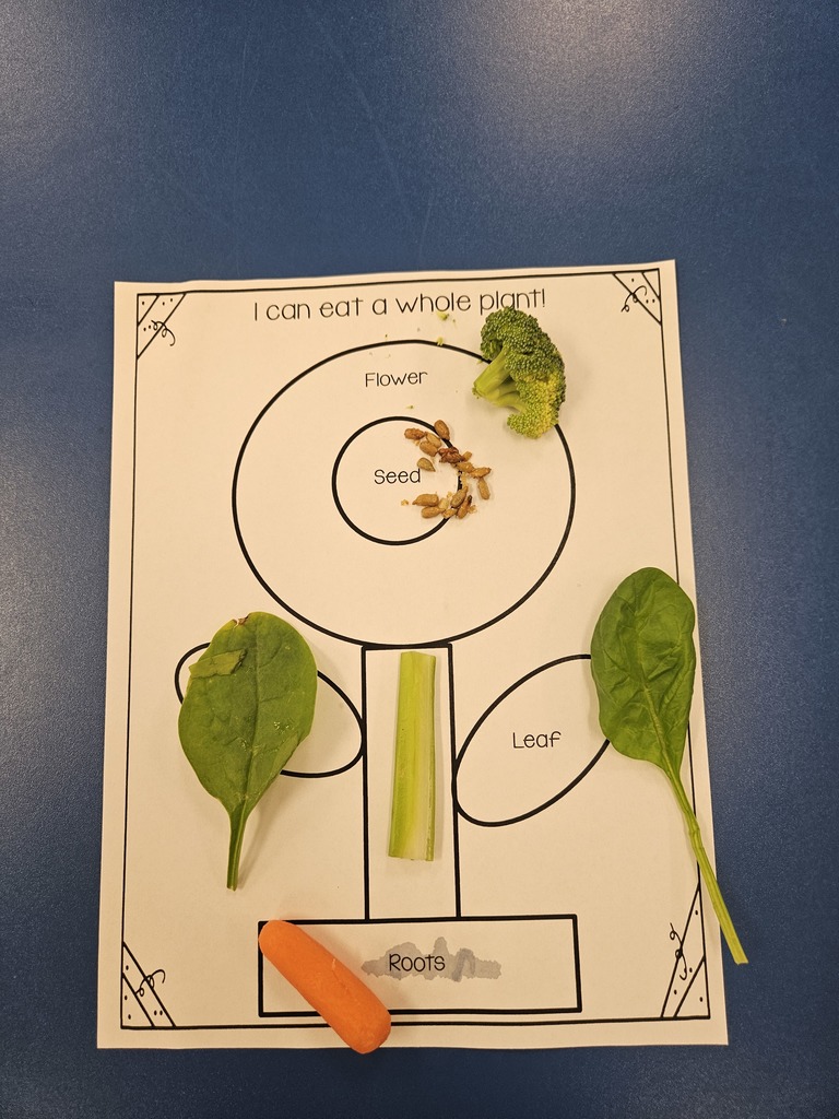 MES Kindergarten class learning about plants and eating a whole plant.