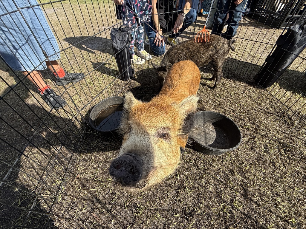 Our 1st grade Mustangs wrapped up their Animal & Habitats unit with a farm-tastic Rotation Day, and what an unforgettable experience it was! Students had the opportunity to see and learn about animals and discuss ling & non-living things up close and face to face.