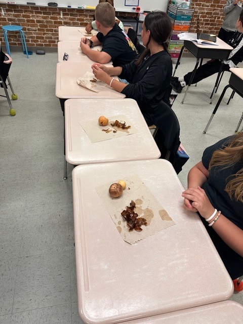 Mrs. Ashton’s 5th grade class has been hard at work reviewing key concepts that will be addressed on next month’s Florida 5th Grade Statewide Science Assessment (SSA)!  As part of their learning on living organisms, students took a deep dive into avocados—bringing science to life through a fun, hands-on project.