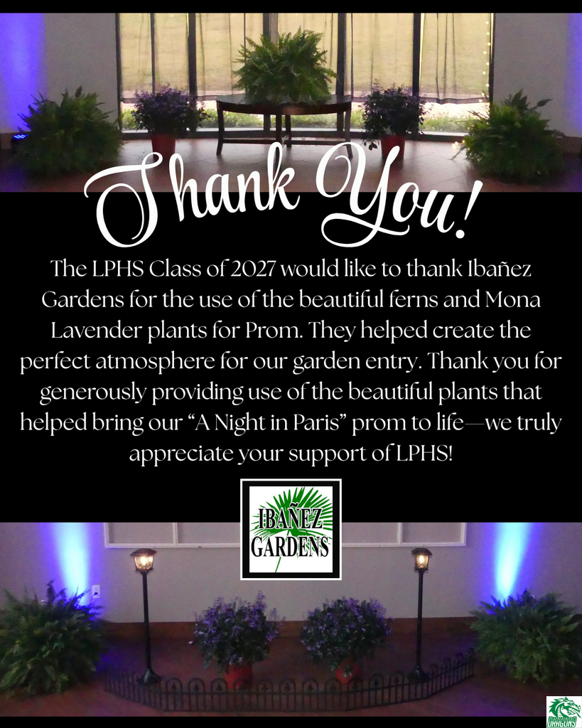 Graphic with a black background and elegant white script reading “Thank You!” above a message from the LPHS Class of 2027 thanking Ibanez Gardens for providing ferns and Mona Lavender plants for prom, helping create a garden-style entrance for “A Night in Paris.” Photos at the top and bottom show potted greenery, ferns, and lavender arranged with small lights and fencing. The Ibanez Gardens logo appears centered near the bottom.