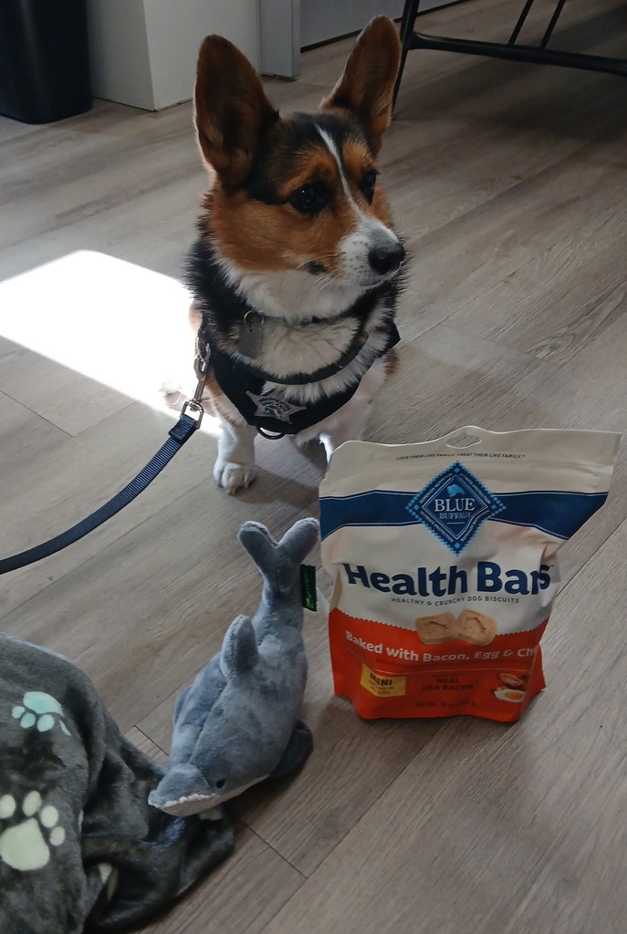 Our Therapy dogs and handlers getting showered with gifts for National Therapy Dog day. Dog or person in picture. 