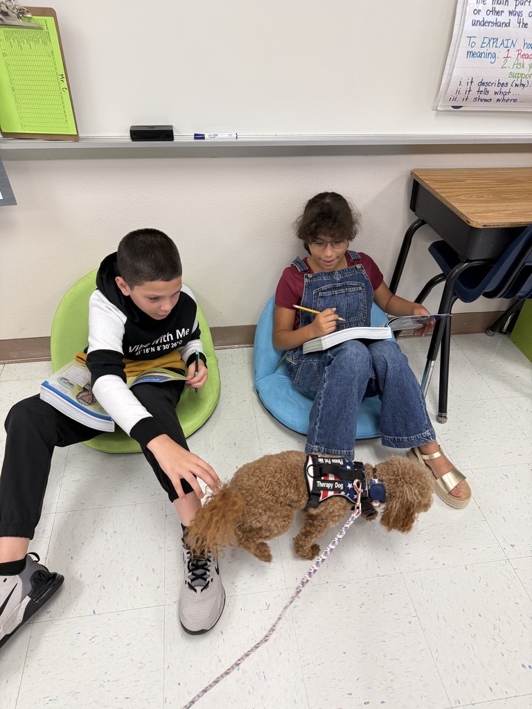 therapy dog