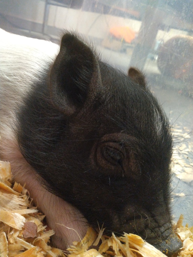 George the pig