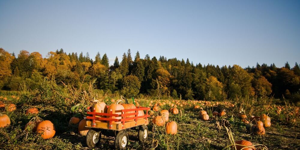 Pumpkin patch with a wagon and trees