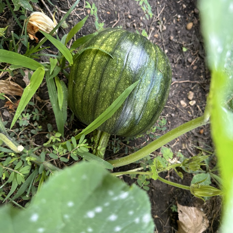 pumpkin