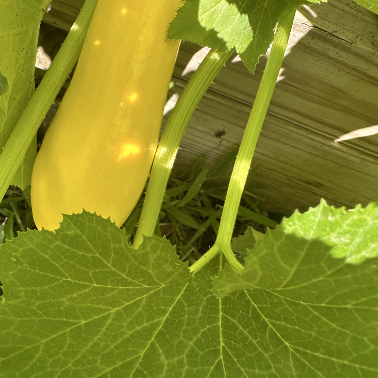 squash