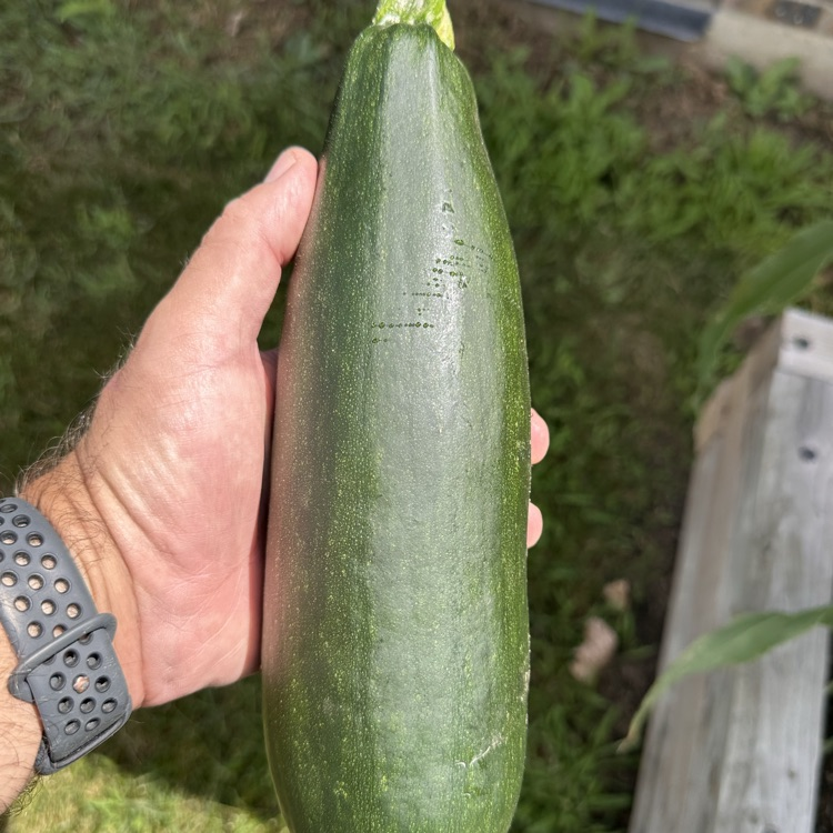 squash
