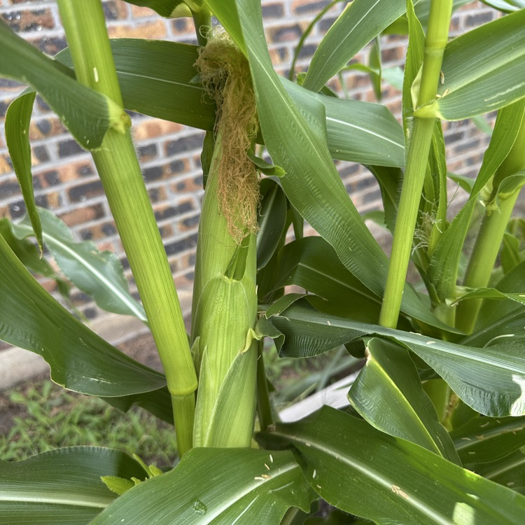 corn