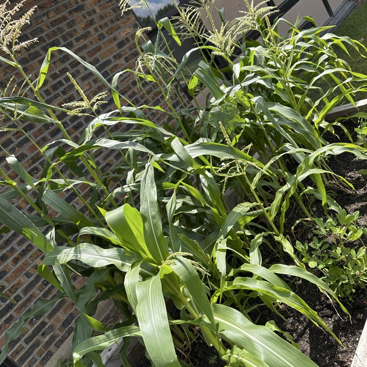 corn