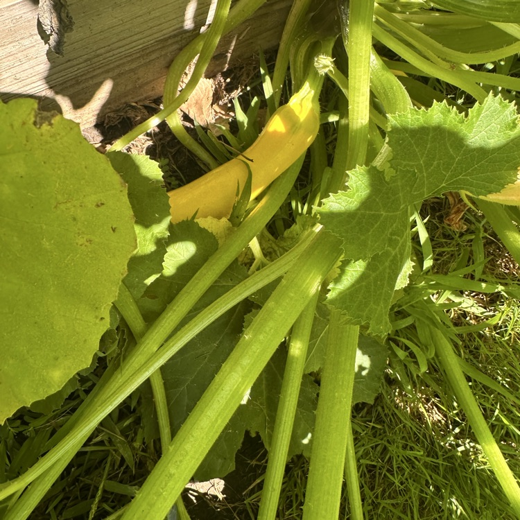 squash