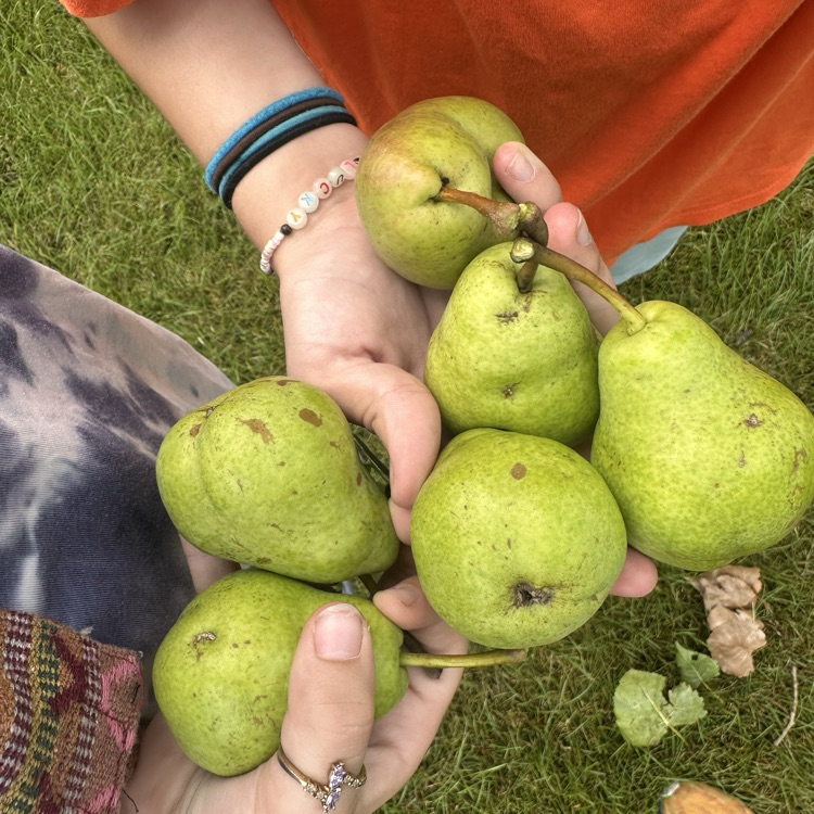 pears