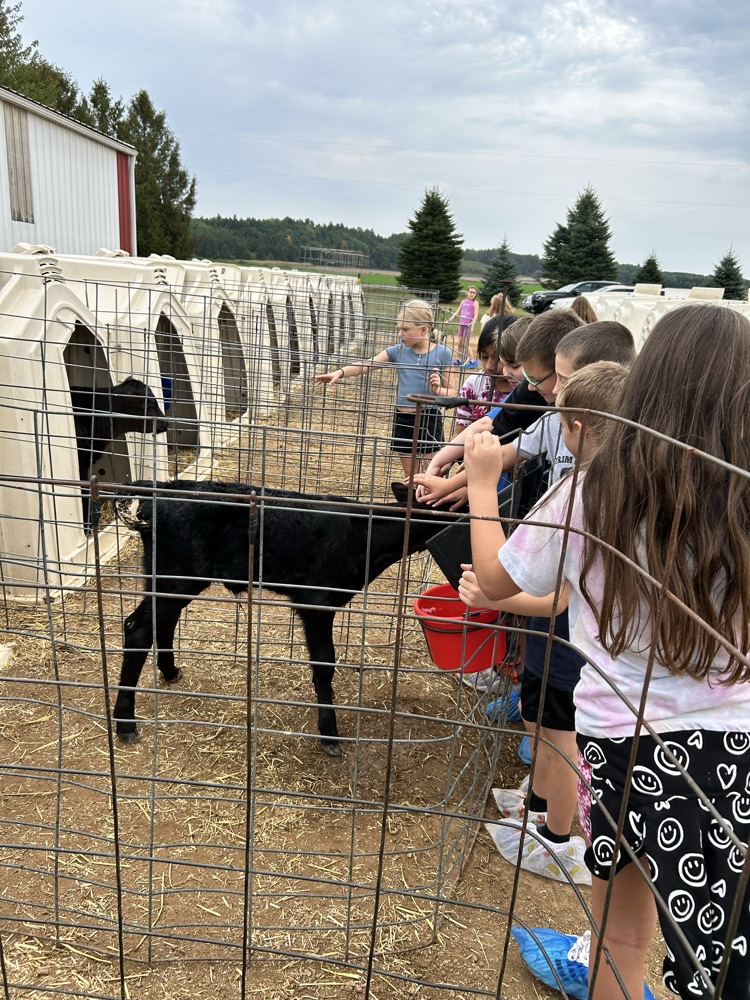Checking out the calves