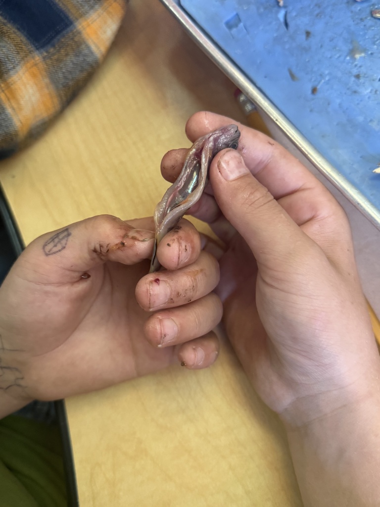 A close examination of the internal fish structures.