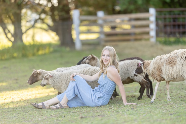 sheep