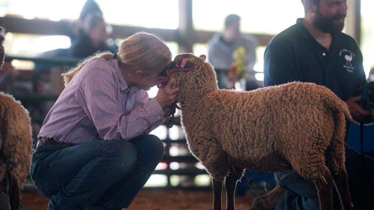 sheep