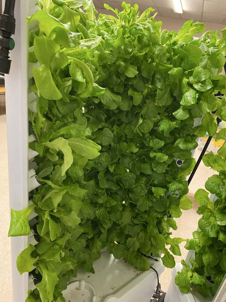 lettuce