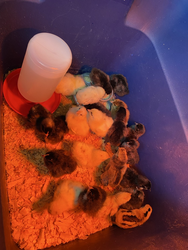 chicks