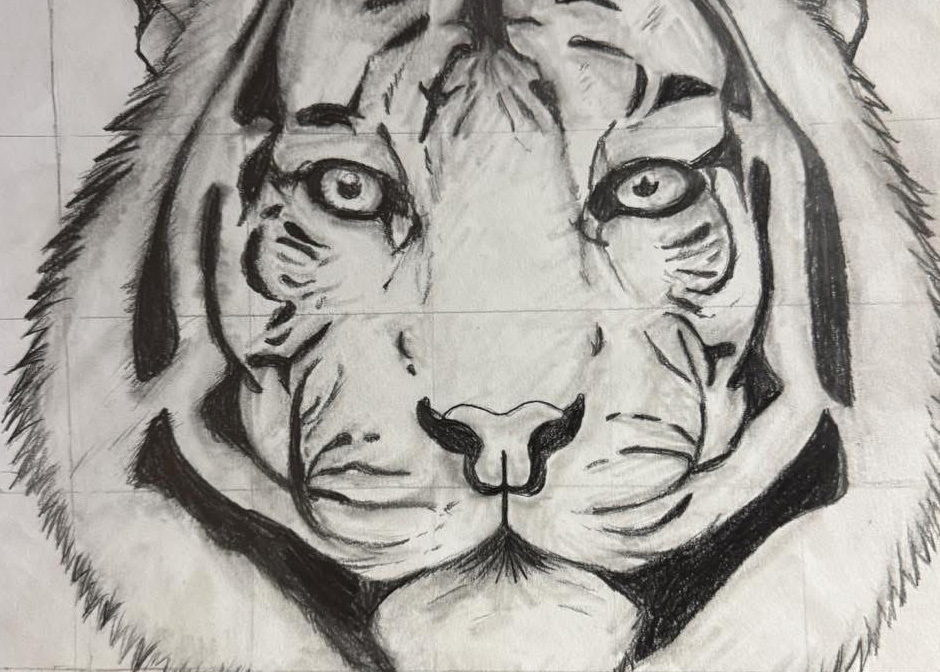 Drawing of a tiger