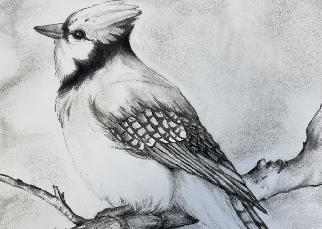 Black and White Drawing of cardinal