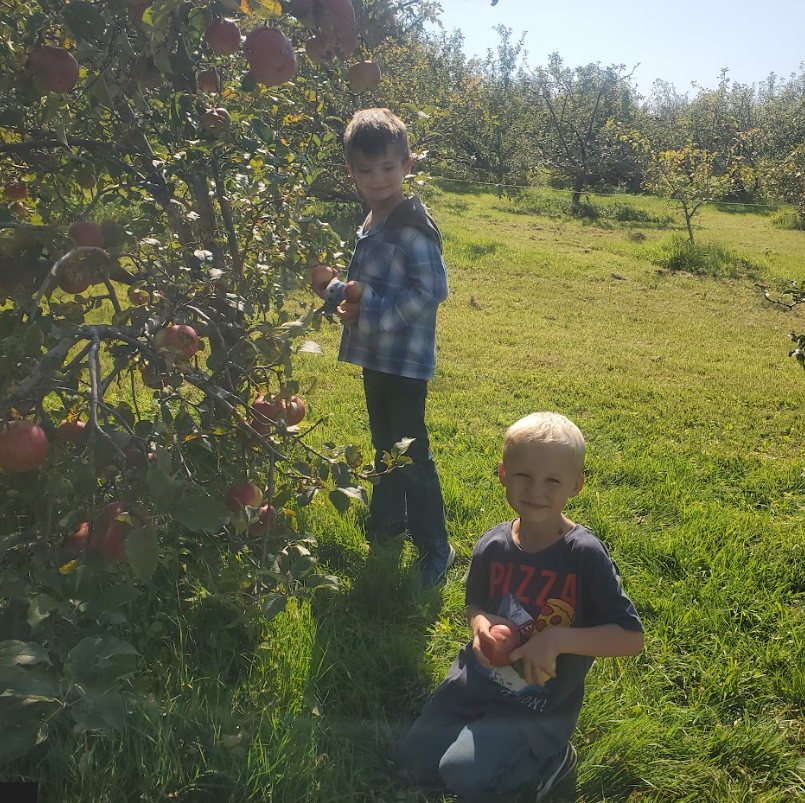 Apple Orchard