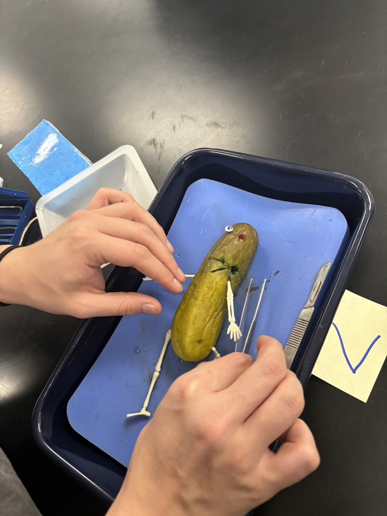 The "Autopsy of a Dill Pickle" lab
