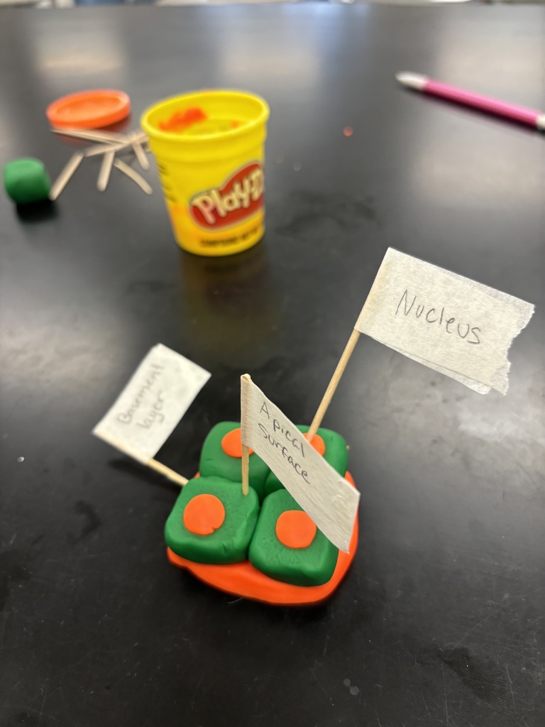 Play-Doh cell model