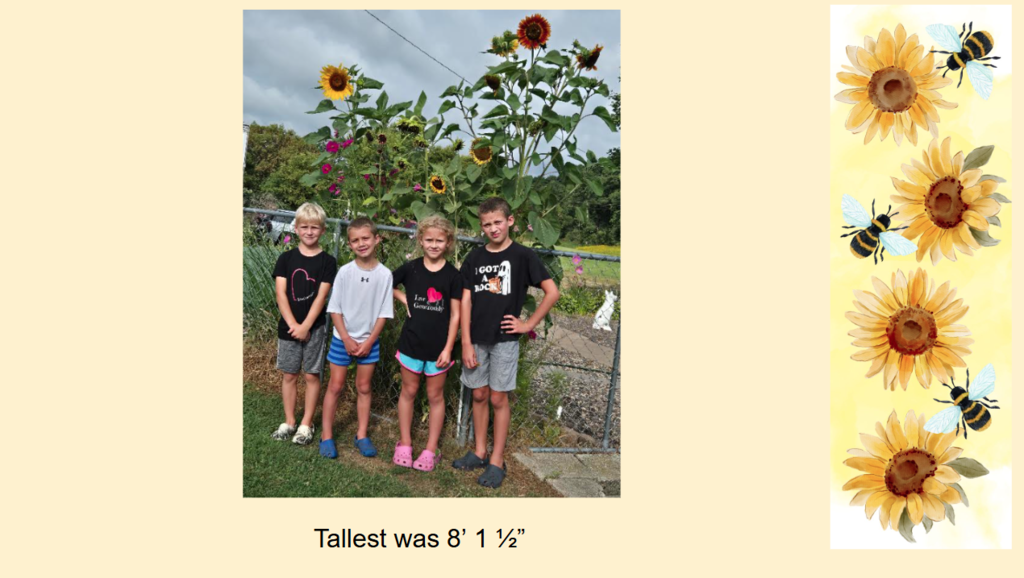 Sunflowers