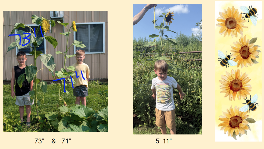 Sunflowers