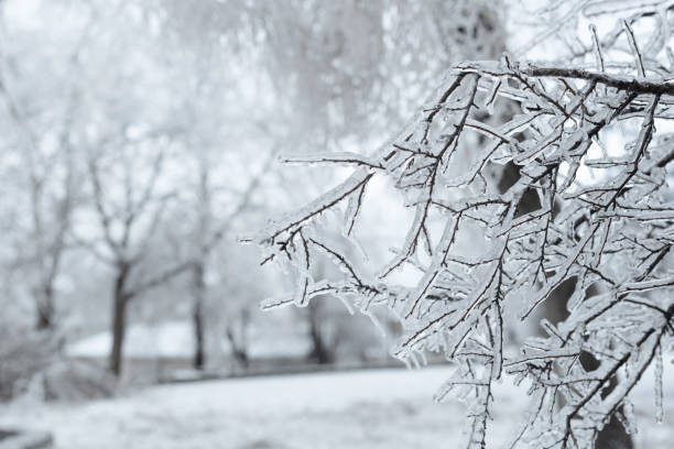 icy tree, snowy winter scene