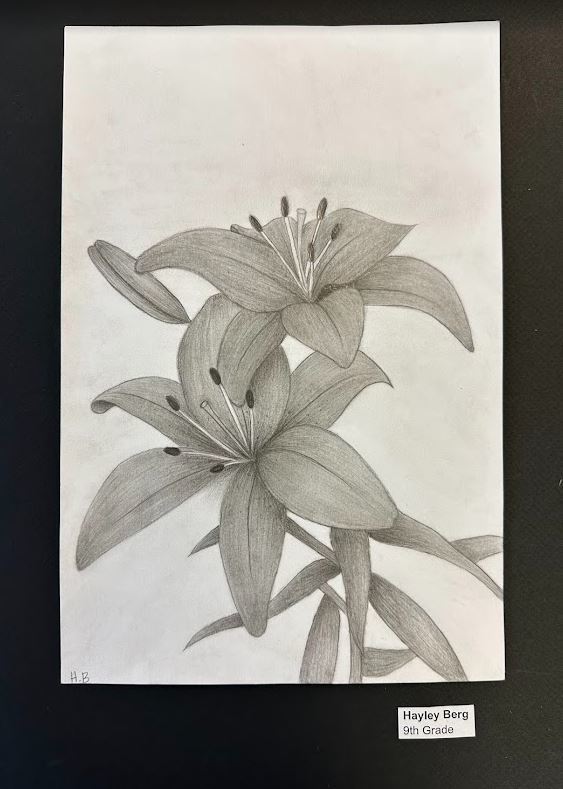 Pencil drawing of lilies