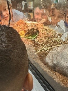 tortoise