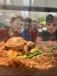 tortoise