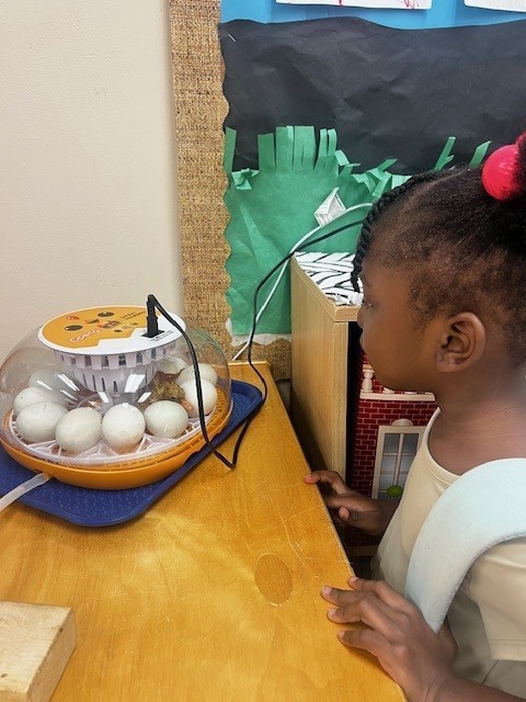 hatching