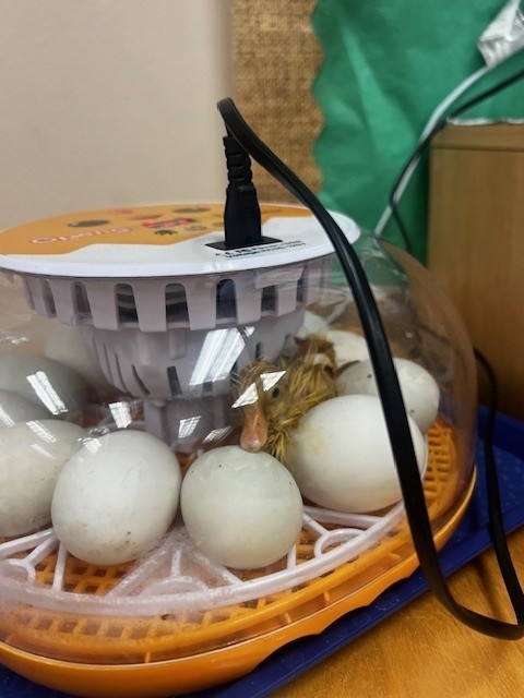 hatching