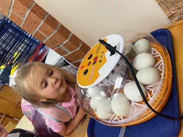 hatching