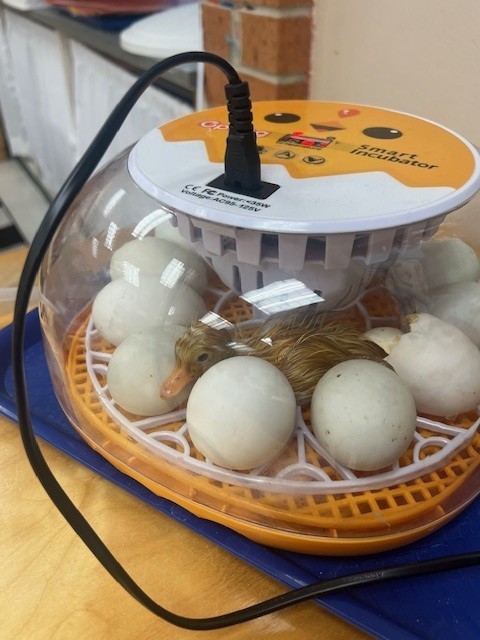 hatching