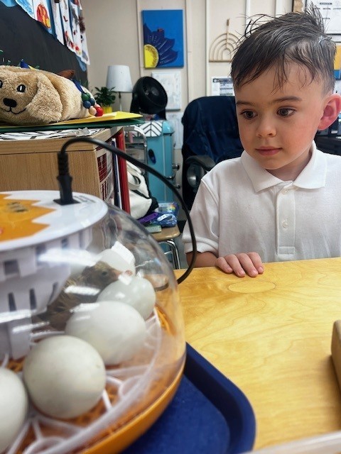 hatching