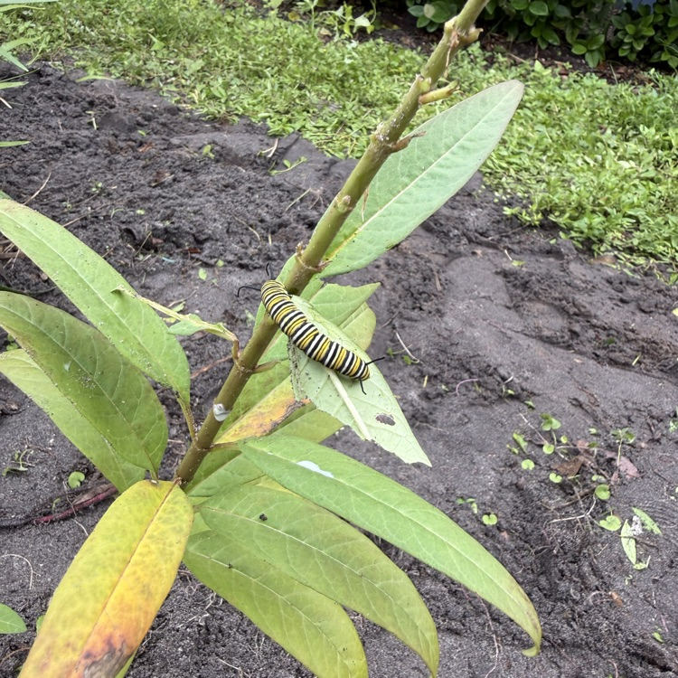 caterpillar